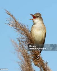 Image result for Acrocephalus arundinaceus