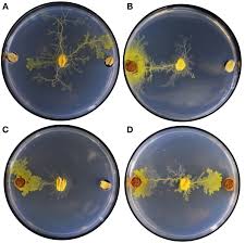 Attēlu rezultāti vaicājumam “Physarum globuliferum young”