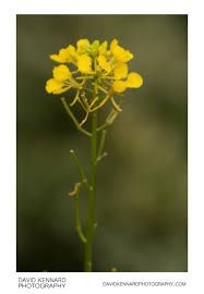 Attēlu rezultāti vaicājumam “Sinapis arvensis fruit”