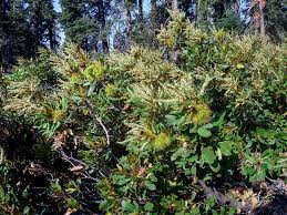 Attēlu rezultāti vaicājumam “Ophiotheca chrysosperma sessile”