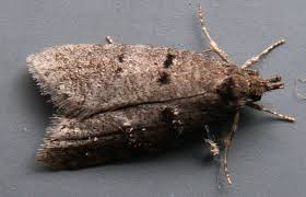 Attēlu rezultāti vaicājumam “Luquetia lobella”