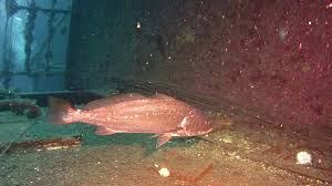 Image result for Argyrosomus regius