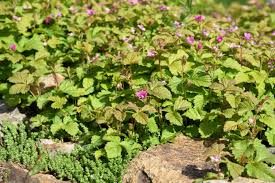 Attēlu rezultāti vaicājumam “Rubus arcticus flower”