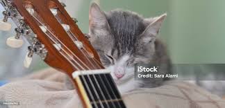 Image result for Cat sleeping in guitar
