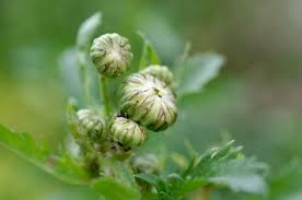 Attēlu rezultāti vaicājumam “Thalictrum flavum bud”