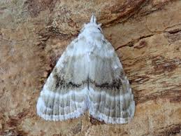 Attēlu rezultāti vaicājumam “Nolidae”