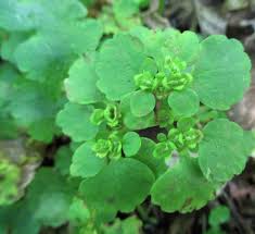 Attēlu rezultāti vaicājumam “Chrysosplenium alternifolium leaf”