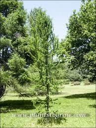 Attēlu rezultāti vaicājumam “Larix kaempferi”