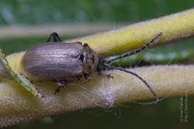 Attēlu rezultāti vaicājumam “Lochmaea caprea”