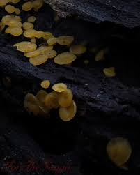 Attēlu rezultāti vaicājumam “Hymenoscyphus fructigenus var. coryli”