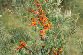 Attēlu rezultāti vaicājumam “Hippophae rhamnoides”