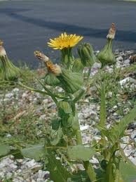 Attēlu rezultāti vaicājumam “Sonchus oleraceus bud”