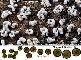 Attēlu rezultāti vaicājumam “Physarum compressum”