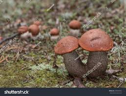 Attēlu rezultāti vaicājumam “Leccinum vulpinum”