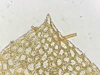 Attēlu rezultāti vaicājumam “Mnium stellare”