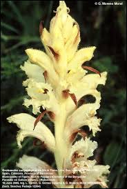 Attēlu rezultāti vaicājumam “Galium schultesii fruit”
