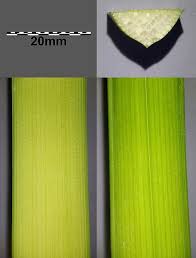 Attēlu rezultāti vaicājumam “Sparganium neglectum”