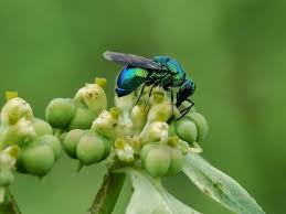 Attēlu rezultāti vaicājumam “Chrysididae”