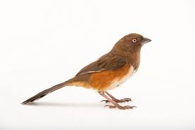 Image result for Pipilo erythrophthalmus