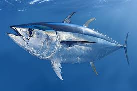 Image result for Thunnus atlanticus