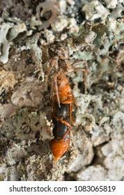 Attēlu rezultāti vaicājumam “Hylecoetus dermestoides female”