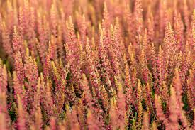 Attēlu rezultāti vaicājumam “Calluna vulgaris bud”