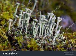 Attēlu rezultāti vaicājumam “Cladonia fimbriata”