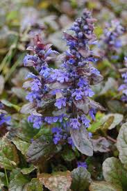 Attēlu rezultāti vaicājumam “Ajuga reptans flower”