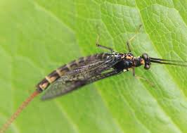 Attēlu rezultāti vaicājumam “Ephemera vulgata”