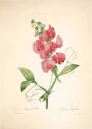 Attēlu rezultāti vaicājumam “Lathyrus latifolius flower”