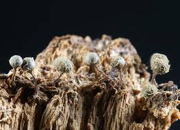 Attēlu rezultāti vaicājumam “Hemitrichia decipiens spores”