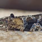 Attēlu rezultāti vaicājumam “Eudemis porphyrana”