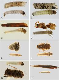 Attēlu rezultāti vaicājumam “Hadula trifolii larva”