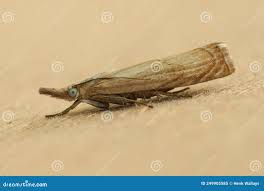 Attēlu rezultāti vaicājumam “Chrysoteuchia culmella”