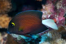 Image result for Ctenochaetus hawaiiensis