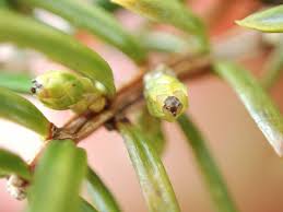 Attēlu rezultāti vaicājumam “Juniperus communis female flower”