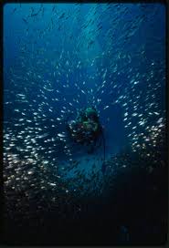 Image result for Scuba Skooling