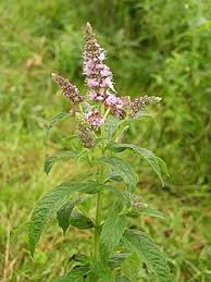 Attēlu rezultāti vaicājumam “Mentha x verticillata”