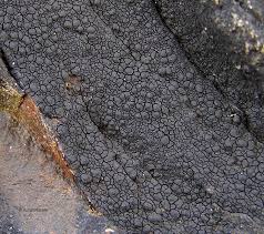 Attēlu rezultāti vaicājumam “Verrucaria hydrela”