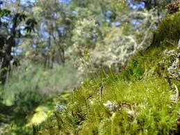 Attēlu rezultāti vaicājumam “Aulacomnium androgynum”