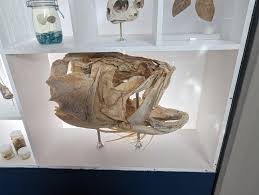 Image result for Hyporthodus quernus