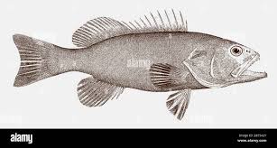 Image result for Mycteroperca microlepis