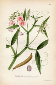 Attēlu rezultāti vaicājumam “Lathyrus sylvestris flower”