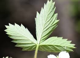 Attēlu rezultāti vaicājumam “Fragaria vesca leaf”