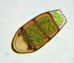 Attēlu rezultāti vaicājumam “Zygodon rupestris”