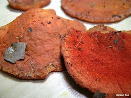 Attēlu rezultāti vaicājumam “Pycnoporus cinnabarinus”