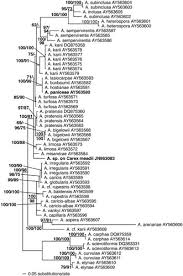 Attēlu rezultāti vaicājumam “Anthracoidea”