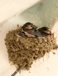 Attēlu rezultāti vaicājumam “Delichon urbicum juvenile”