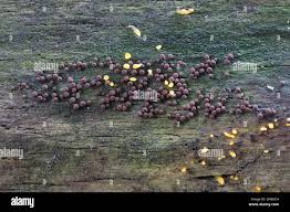 Attēlu rezultāti vaicājumam “Enerthenema papillatum”