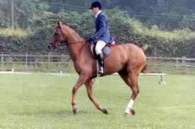Image result for Thames Valley Riding Club
